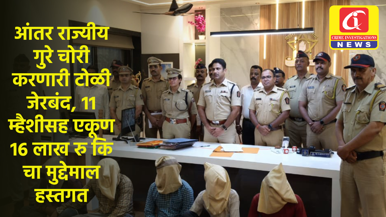 आंतर राज्यीय गुरे चोरी करणारी टोळी जेरबंद, 11 म्हैशीसह एकूण 16 लाख रु कि चा मुद्देमाल हस्तगत