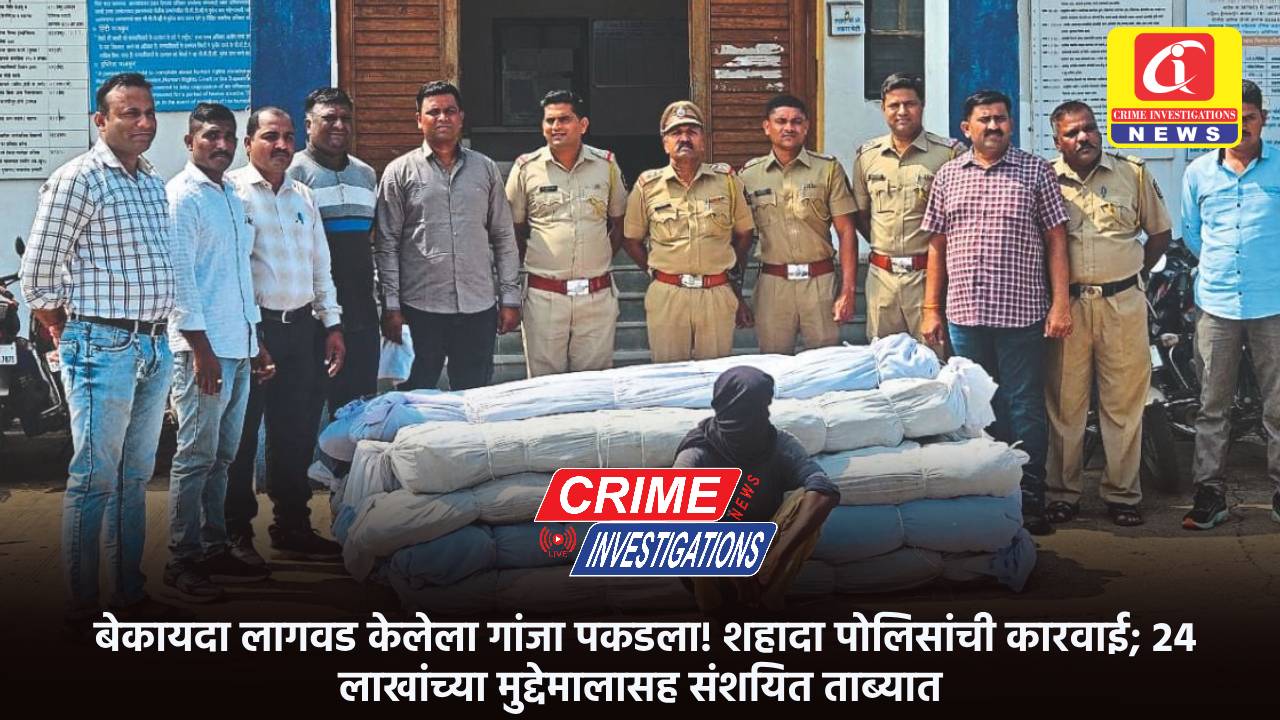 बेकायदा लागवड केलेला गांजा पकडला! शहादा पोलिसांची कारवाई; 24 लाखांच्या मुद्देमालासह संशयित ताब्यात