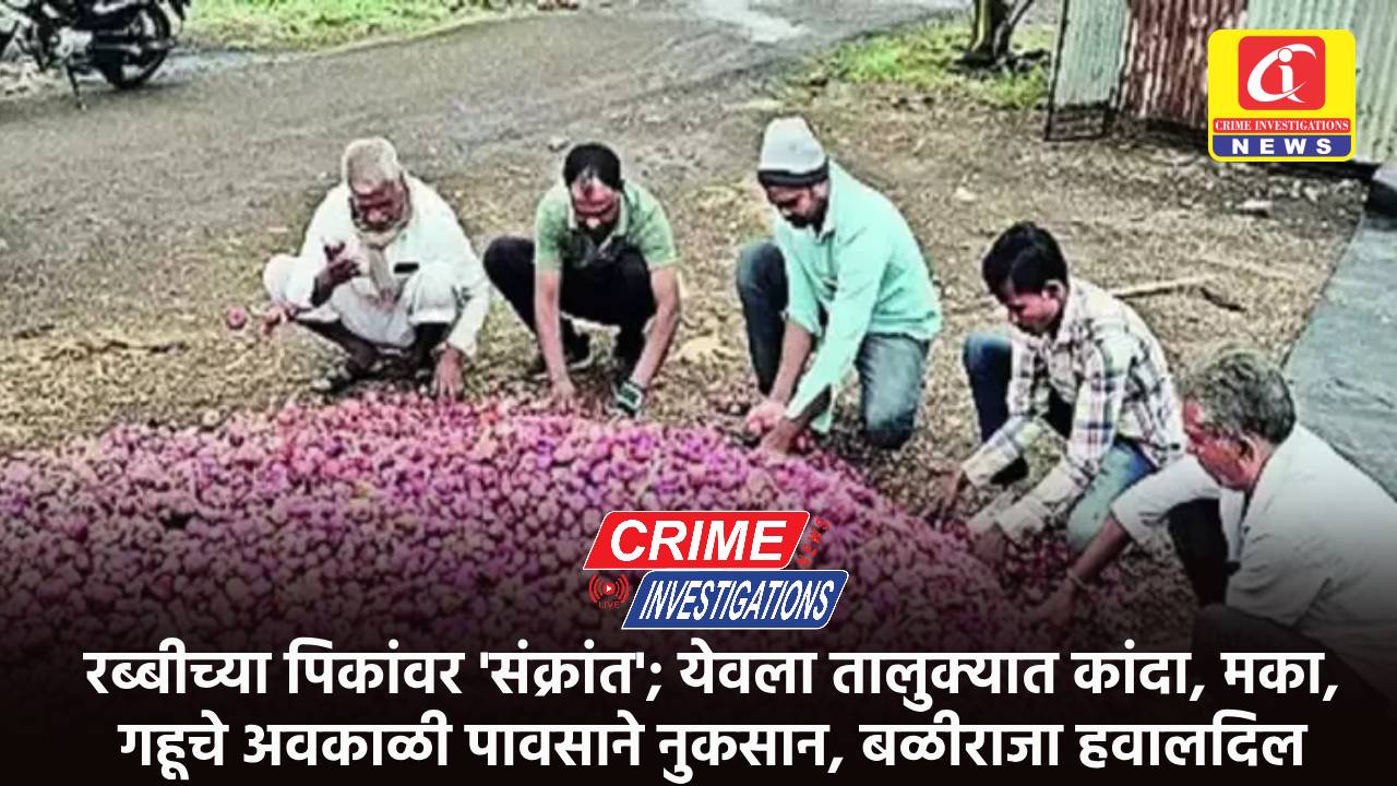 रब्बीच्या पिकांवर ‘संक्रांत’; येवला तालुक्यात कांदा, मका, गहूचे अवकाळी पावसाने नुकसान, बळीराजा हवालदिल