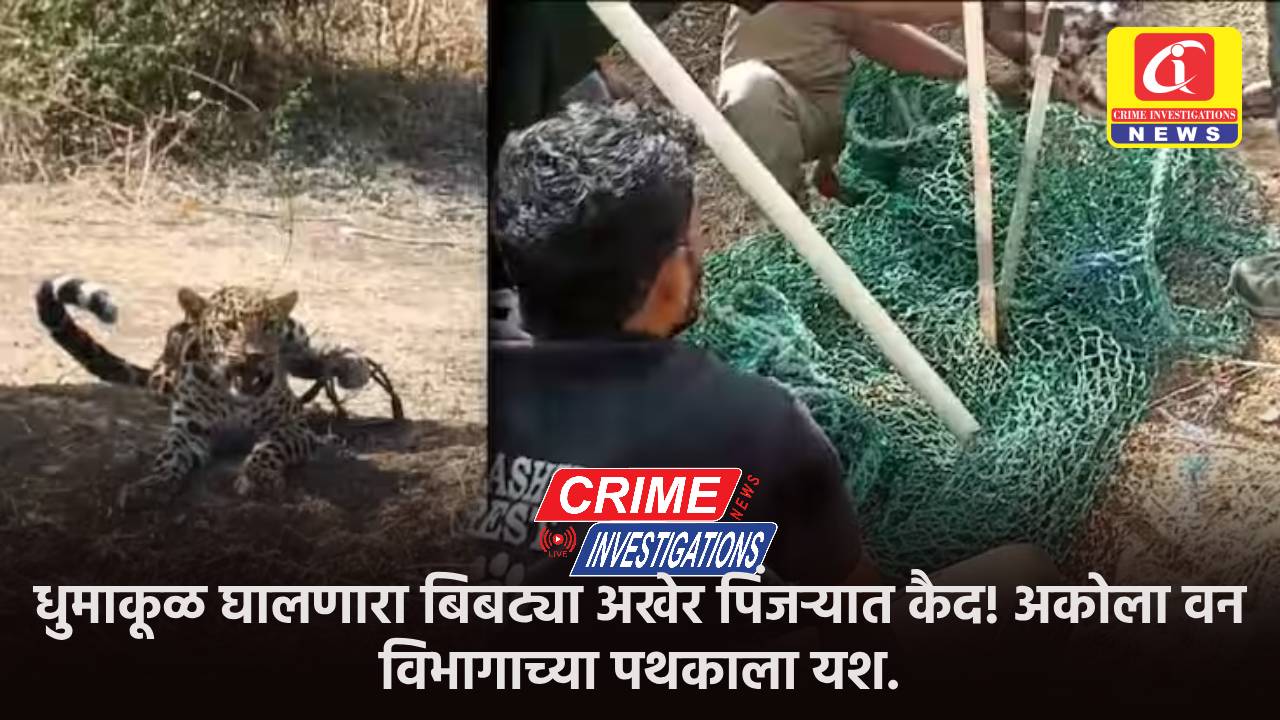 धुमाकूळ घालणारा बिबट्या अखेर पिंजऱ्यात कैद! अकोला वन विभागाच्या पथकाला यश.