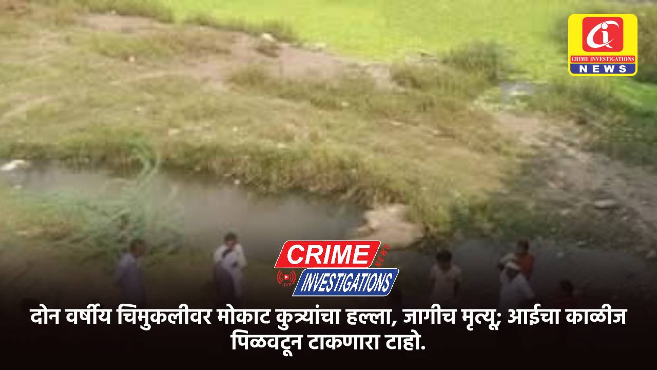 दोन वर्षीय चिमुकलीवर मोकाट कुत्र्यांचा हल्ला, जागीच मृत्यू; आईचा काळीज पिळवटून टाकणारा टाहो.