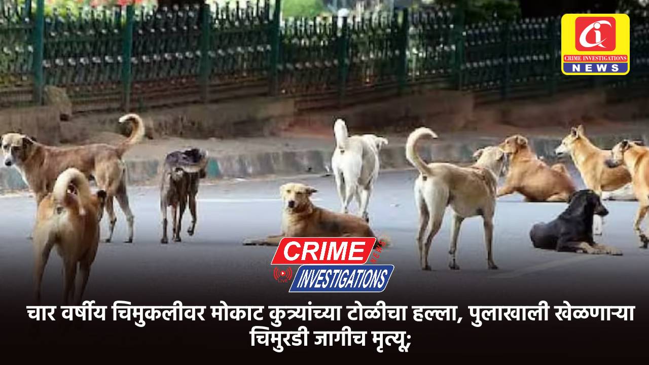चार वर्षीय चिमुकलीवर मोकाट कुत्र्यांच्या टोळीचा हल्ला, पुलाखाली खेळणाऱ्या चिमुरडी जागीच मृत्यू;