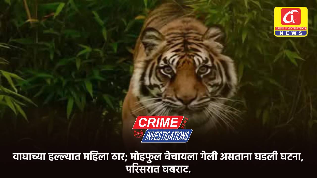 वाघाच्या हल्ल्यात महिला ठार; मोहफुल वेचायला गेली असताना घडली घटना, परिसरात घबराट.