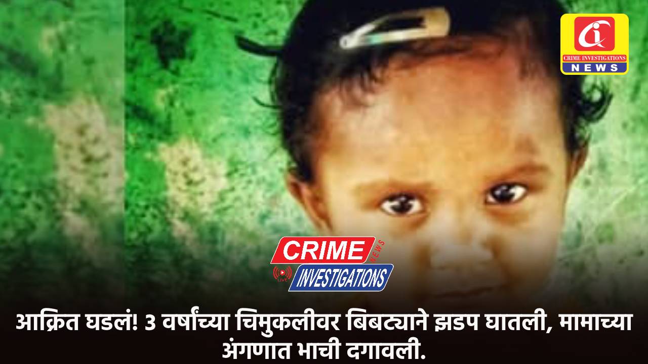 आक्रित घडलं! ३ वर्षांच्या चिमुकलीवर बिबट्याने झडप घातली, मामाच्या अंगणात भाची दगावली.