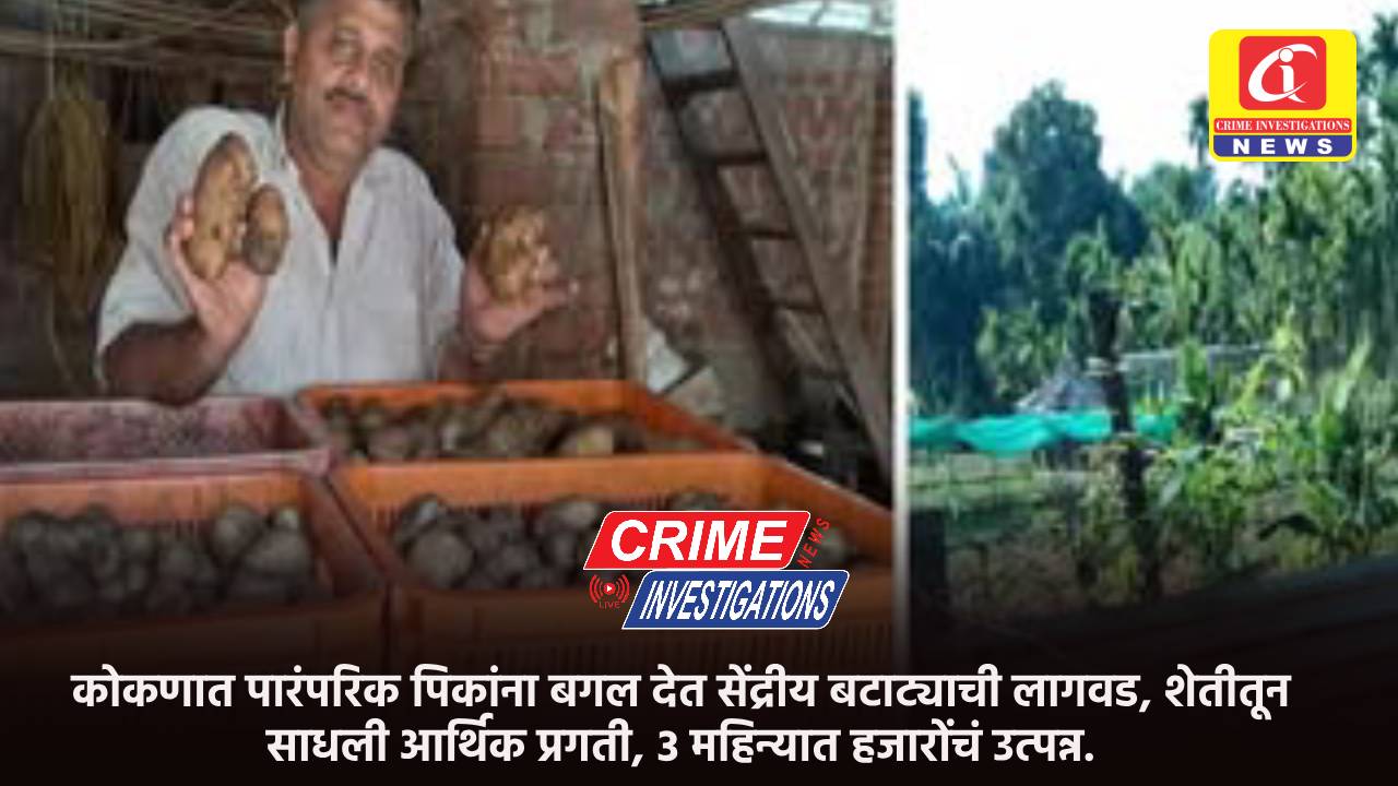 कोकणात पारंपरिक पिकांना बगल देत सेंद्रीय बटाट्याची लागवड, शेतीतून साधली आर्थिक प्रगती, ३ महिन्यात हजारोंचं उत्पन्न.