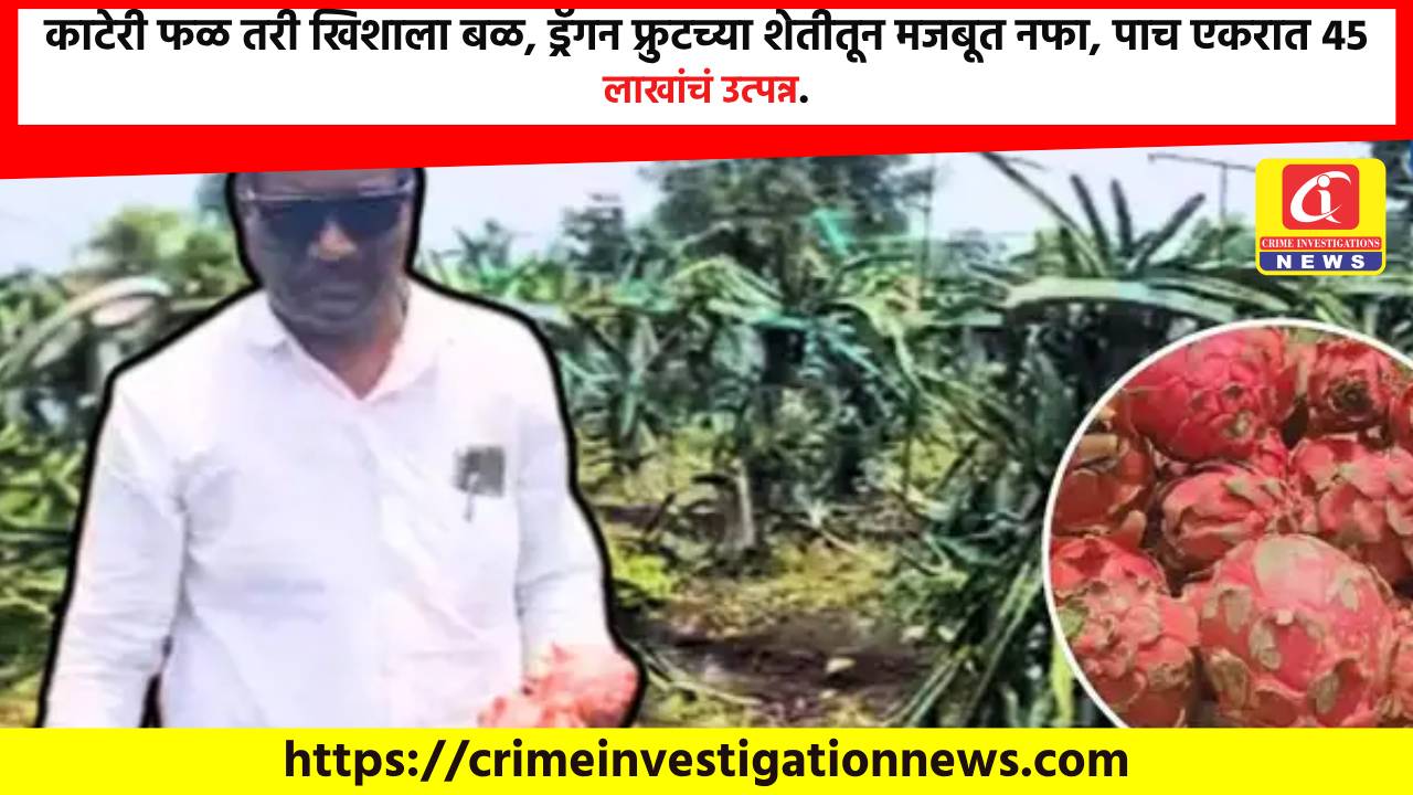 काटेरी फळ तरी खिशाला बळ, ड्रॅगन फ्रुटच्या शेतीतून मजबूत नफा, पाच एकरात 45 लाखांचं उत्पन्न.