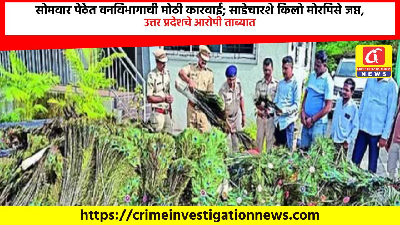 सोमवार पेठेत वनविभागाची मोठी कारवाई; साडेचारशे किलो मोरपिसे जप्त, उत्तर प्रदेशचे आरोपी ताब्यात.
