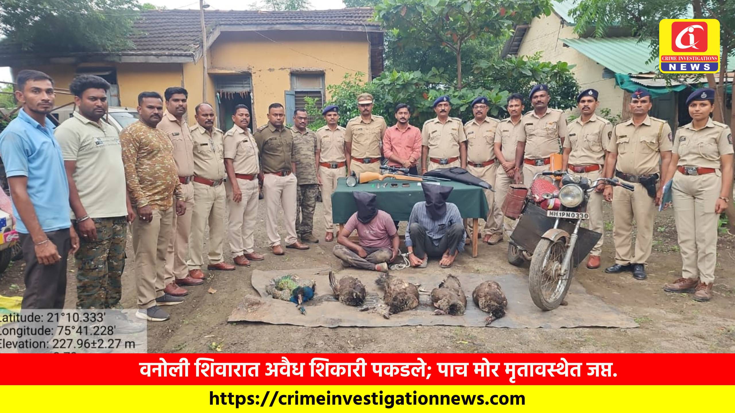 वनोली शिवारात अवैध शिकारी पकडले; पाच मोर मृतावस्थेत जप्त.