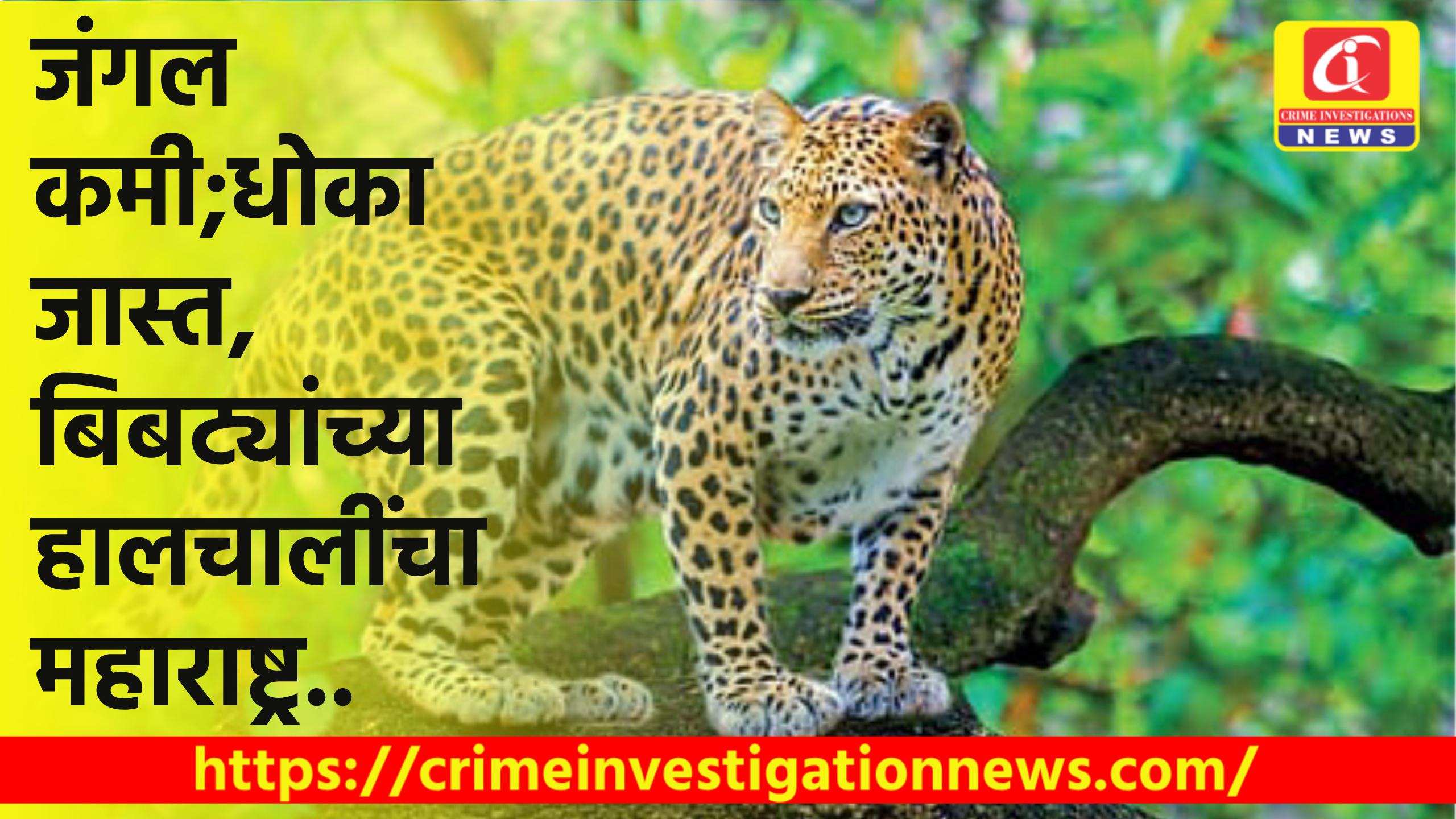 जंगल कमी;धोका जास्त, बिबट्यांच्या हालचालींचा महाराष्ट्र..