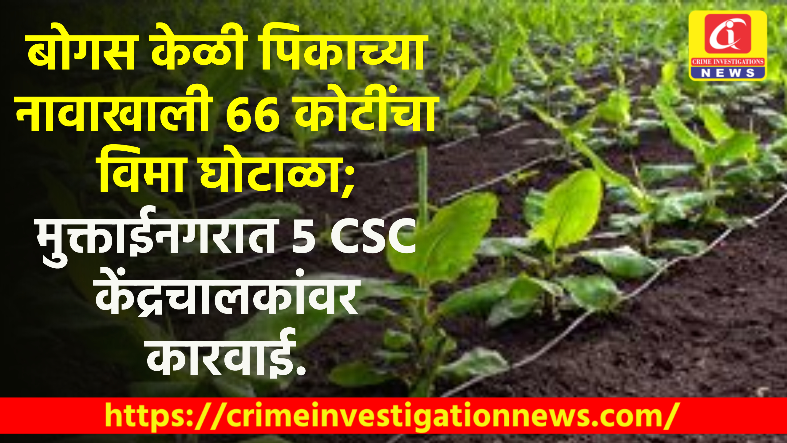 बोगस केळी पिकाच्या नावाखाली ६६ कोटींचा विमा घोटाळा; मुक्ताईनगरात ५ CSC केंद्रचालकांवर कारवाई.